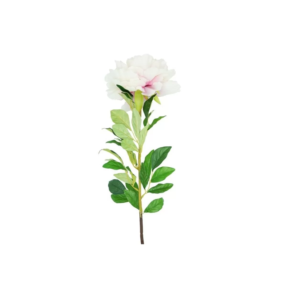 Gloria Store Fiori<Peonia Rosa Sfumata Con Stelo