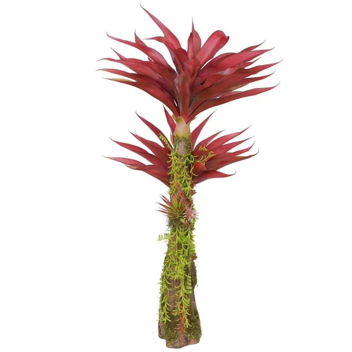 Gloria Store Piante<Pianta Agave Red H.116 Cm