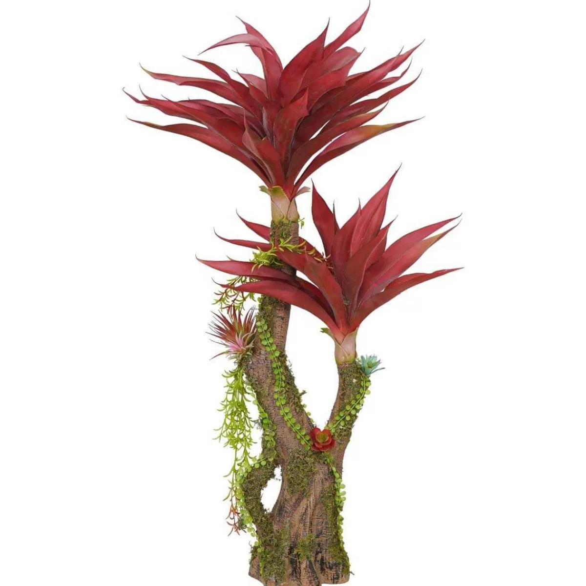 Gloria Store Piante<Pianta Agave Red H.116 Cm