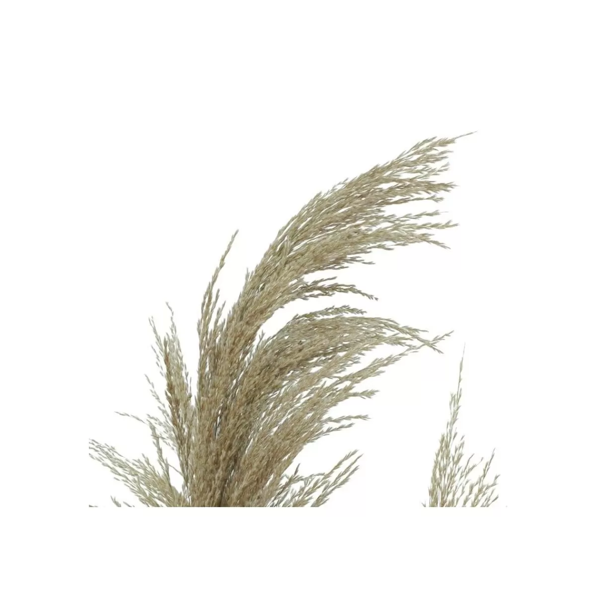 Gloria Store Piante<Pianta Pampas Artificiale Con Phragmites