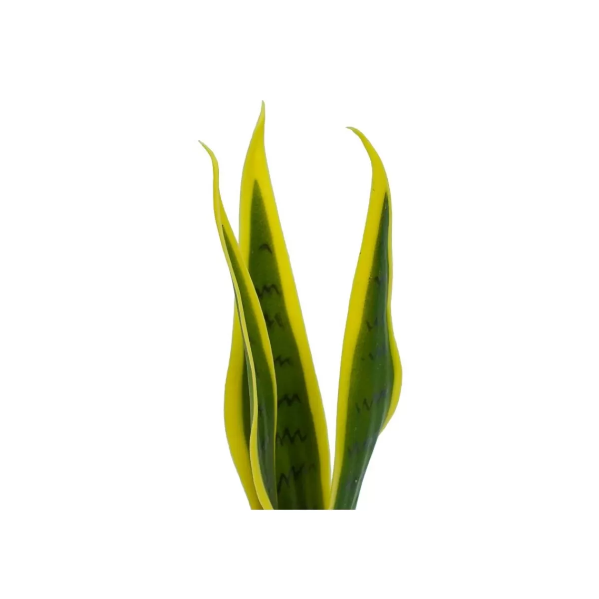 Gloria Store Piante<Pianta Sansevieria Artificiale